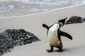 1375777_10151977352935199_739102290_n